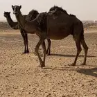 شرق الرياض