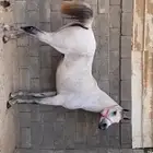 فرس