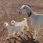 عنز بيضا تحتها 2 من مراحي