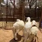 3 خرفان سواكن للبيع