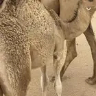 قعود 5 شهور على حليب وبرسيم