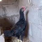 للبيع ديكه باكستاني