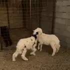 يوجد طليان العد 2 الموقع الصلصلة