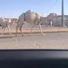القصيم
