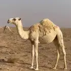 بكره مفروده حاشي مقفل