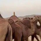 خمسه قعدان وبكرتين