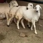ذبايح كفو