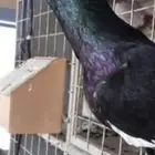 حمام مساويد