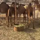 حشو قعدان للبيع