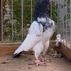 للبيع جوزين تيدي