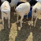 برابر كلها جذعان