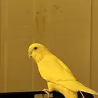 عصفور البادجي صحه سليمه يغرد واليف