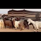 معزا دفيع