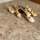 للبيع بط بكيني