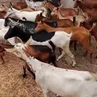 غنم بلدي ممتاز سليم من الامراض