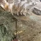 4 خرفان و5 رخال