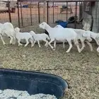 غنم حريات صنف