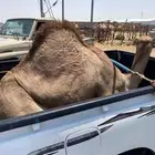 للبيع القعدان الكفو للمبادي وزواجات