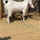 معزا مطورات خصم دفيع