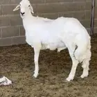طلي جذع