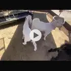 تيوس بريه للبيع