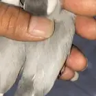 للبيع طيور جاوه اناثي باستيل