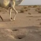ناقة لقحة