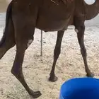 قعدان اثنين