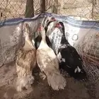 القنفدة القوز