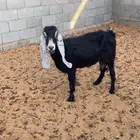 للبيع عنزين تامات