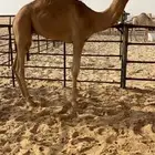 للبيع قعود