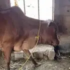بقرة للبيع