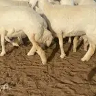 رخال صنف مقاني