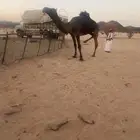 قعود مجهم كفو للبيع