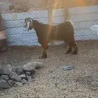 تيس ثني مخصي