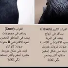 غراب ريفن الضخم