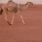 قعود فحل