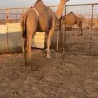 بكره ساحليه مداني