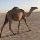لبيع بكره شعلا