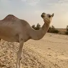هجن اباكير للبيع
