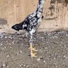 شامو الماني