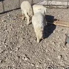 رخلين وطلي ذبايح