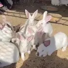 ارانب العدد 25