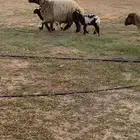 للبيع غنم نعيم فاخرة متاويم