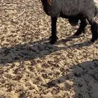 نعجه عربيه
