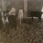 معزه دافيع شرط فحص سونار