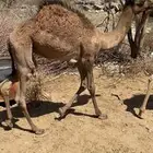 2حيران لبانيااات حشوان