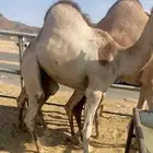 للبيع القعدان الكفو للمبادي وزواجات
