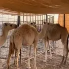 بكرتين. و قعود. مفاريد