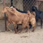 4 تيوس كفو فل شحم